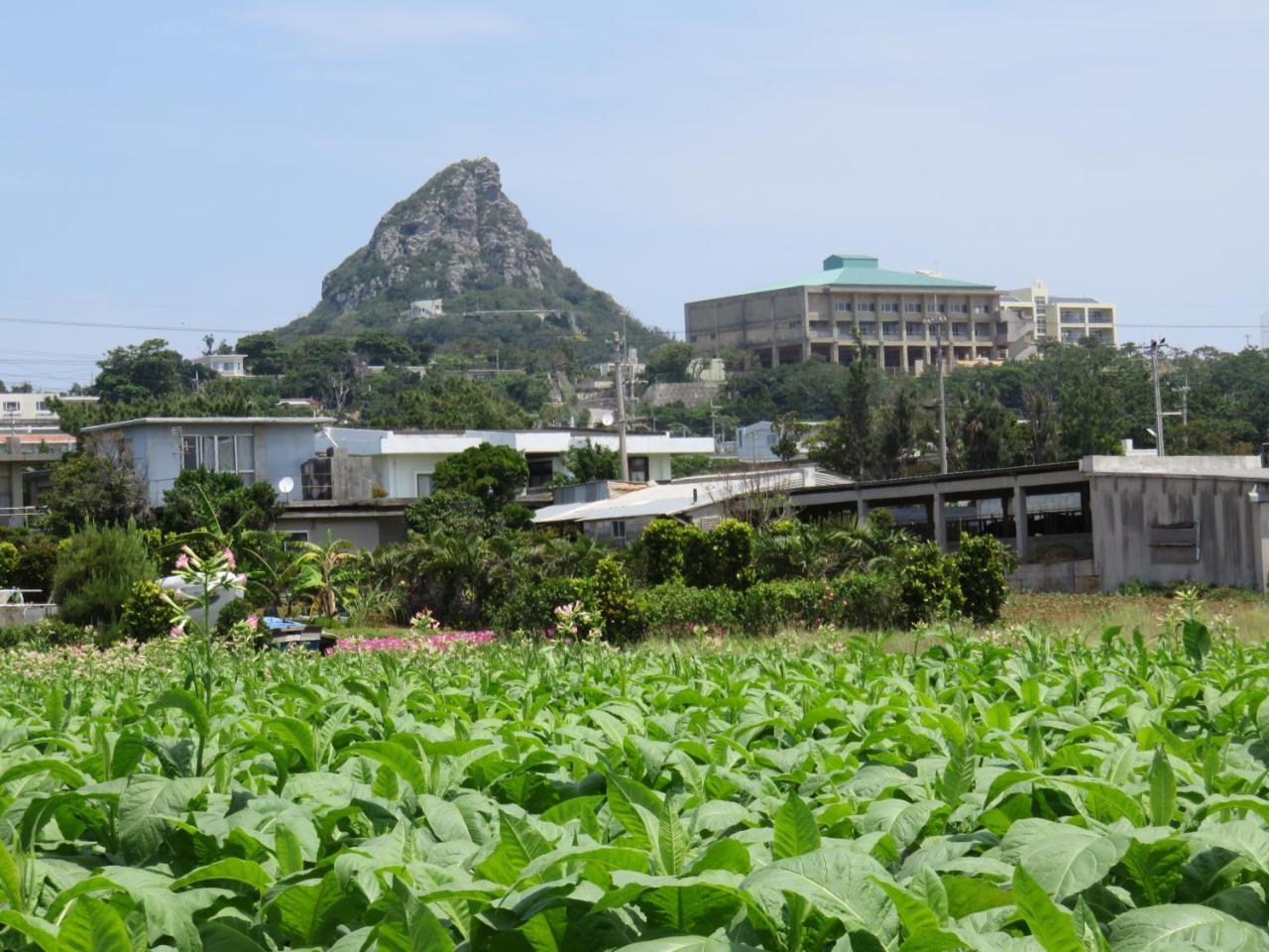 Okinawa Freedom Villa Nakijin Buitenkant foto
