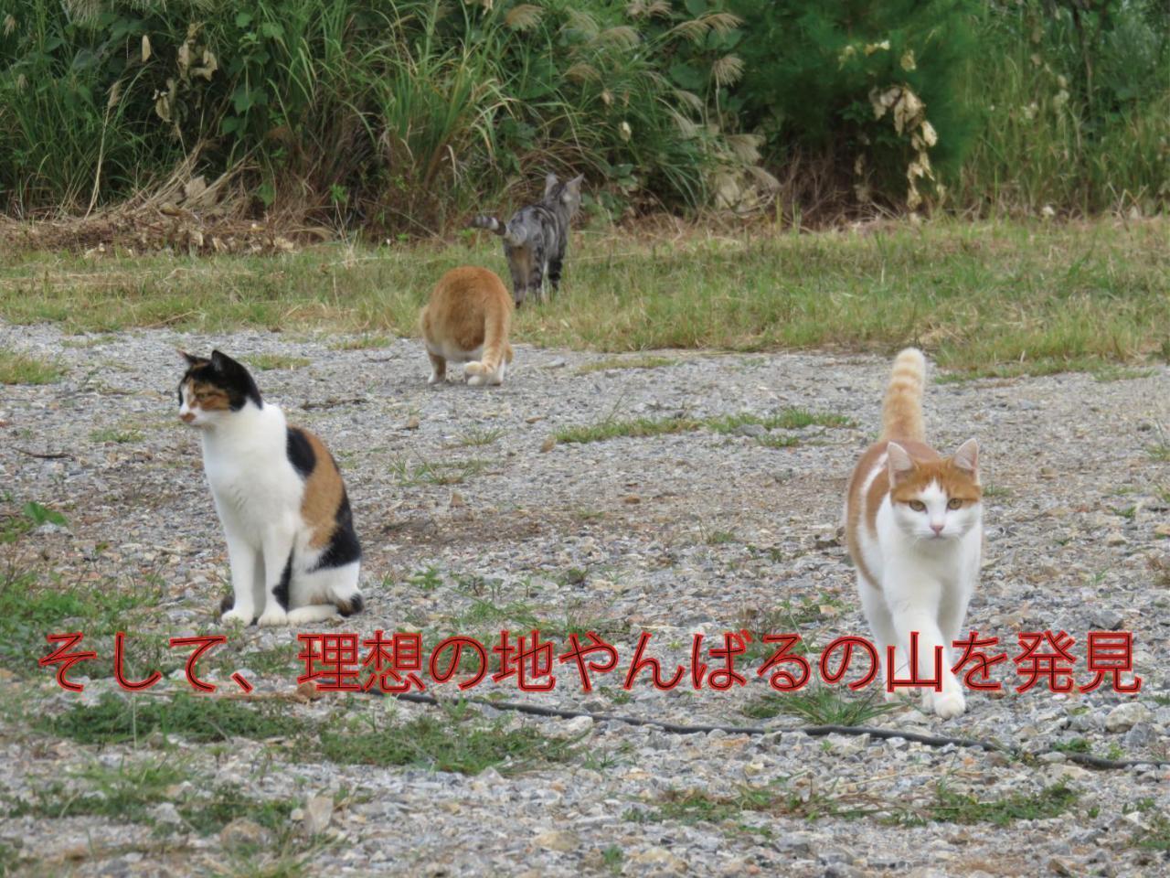 Okinawa Freedom Villa Nakijin Buitenkant foto